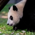 63036-panda trava medved.jpg