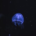 42962-meduza more fon.jpg