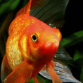 Золотая рыбка.gif