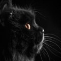черный котик.gif