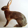 Порода кролика бельгийский заяц.jpg