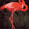 ----Flamingo.gif