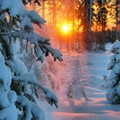 Pink winter sun Levi Lapland Finland.jpg