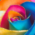 разноцветная роза.gif