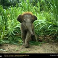 asian_elephant_baby.jpg