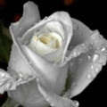 Белая роза.gif