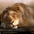 asian_lion_sleeping.jpg