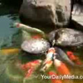 A Duck Feeds Fishes.3gp