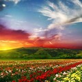 blossom-5120x2880-landscape-sunset-scenery-flowers-hd-5k-3556.jpg