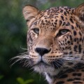 animal leopard 4k hd animals-3840x2160.jpg
