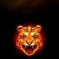 Огненный тигр.jpg