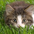 Cute-Kitten-kitt.jpg