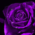 Fioletovaja roza.gif
