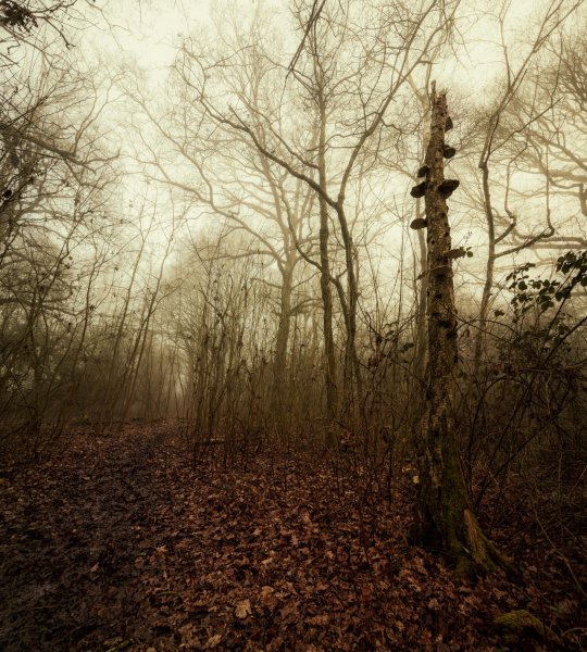 the way of trees