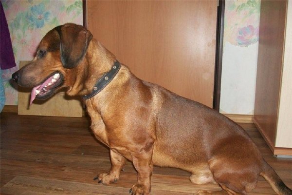 Альпийский таксообразный бракк