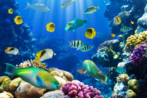underwater
