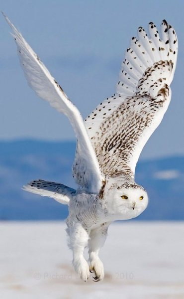 a47b739b82ec320c4ed96dd7427ddaff--the-feathers-white-owls