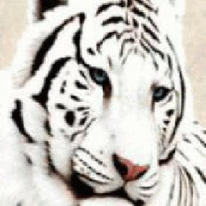 tiger2010
