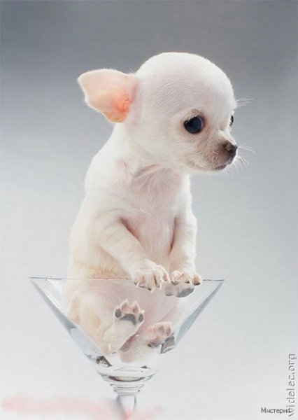 cute puppies 68