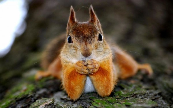 rabstol net squirrel 07