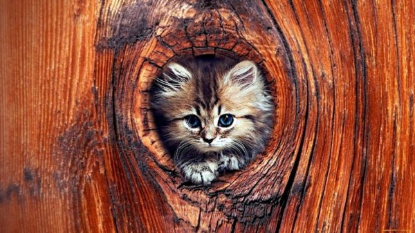 Котёнок