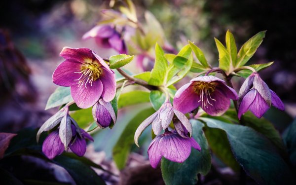 file_88715553