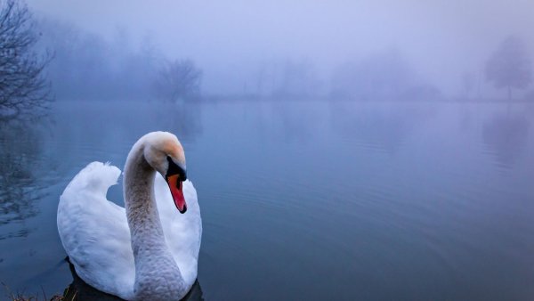 file_81397388