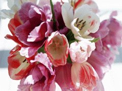 file_86355597