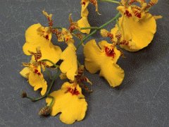 file_86355516