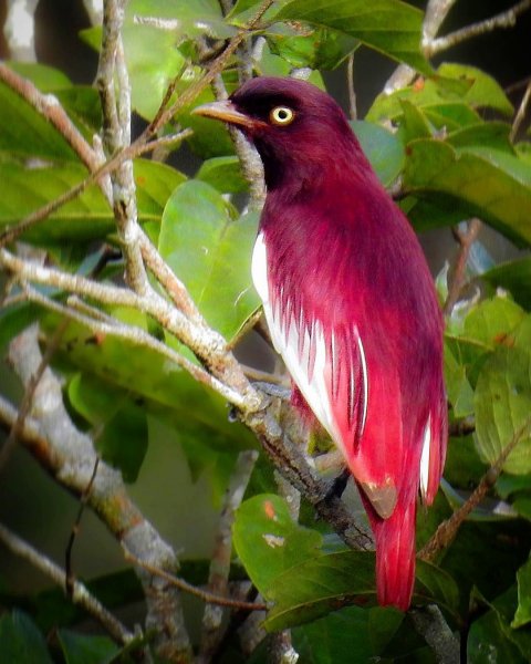 Котинга-помпадур Pompadour Cotinga