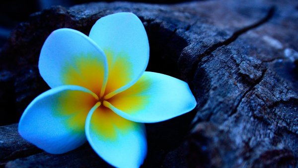 plyumeriya-franzhipani-plumeria-678