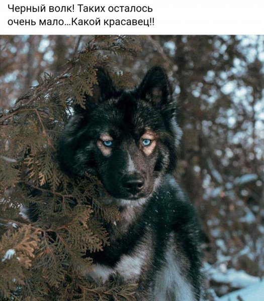 Черный волк