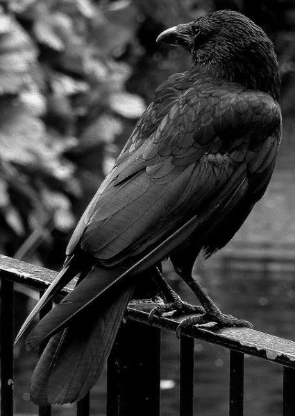 Raven on the Fence