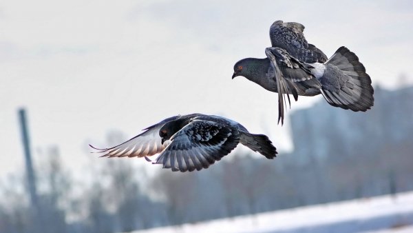 file_80666315