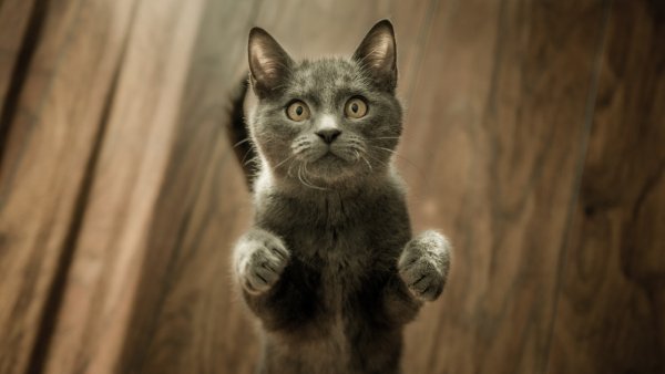 file_81567264