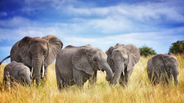 TarangireElephants ROW2863088769 UHD