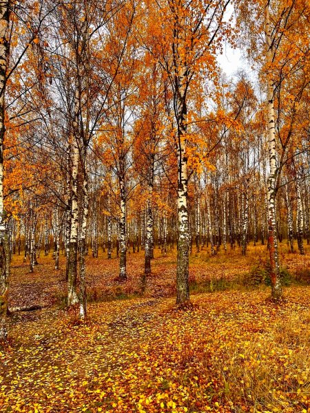 file_91799113