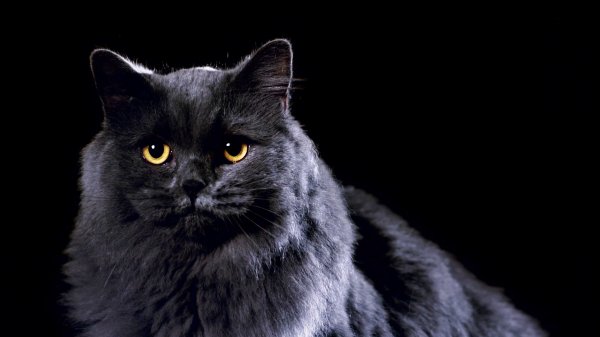 кот 8к