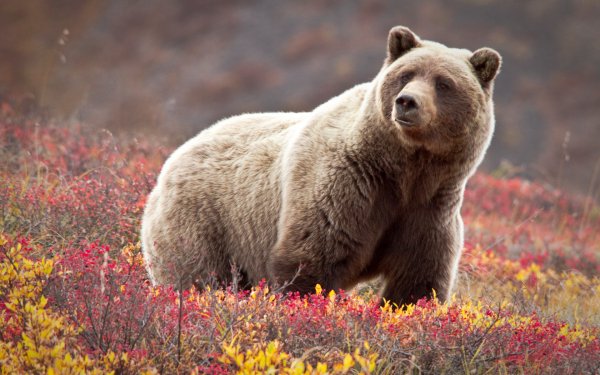 Bear Landscapes 5
