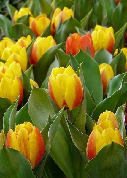 IMG-4f871c9a6d1e3a276229f1c07cce8ec6-V