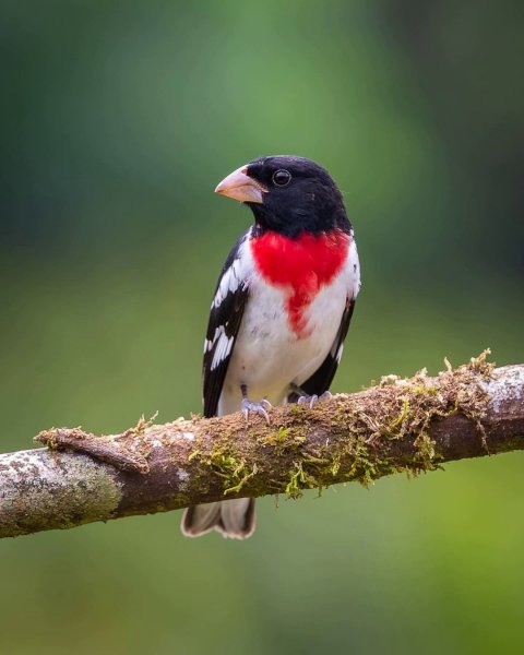 Красногрудый дубоносовый кардинал Rose-breasted Grosbeak