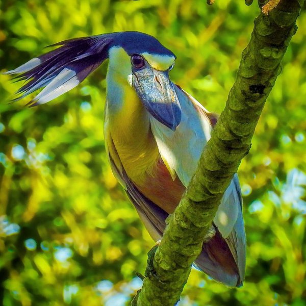Челноклюв Boat-billed Heron