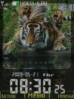 11 тигрик