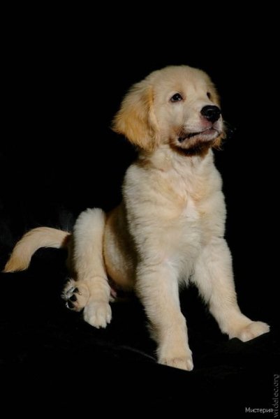 cute puppies 38