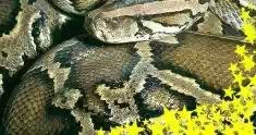 ExtraPython v 6.00(4).Gаng228