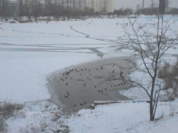 file_83977625