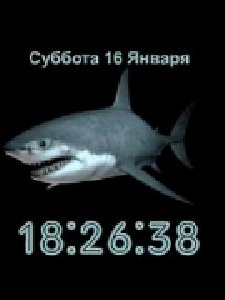 shark