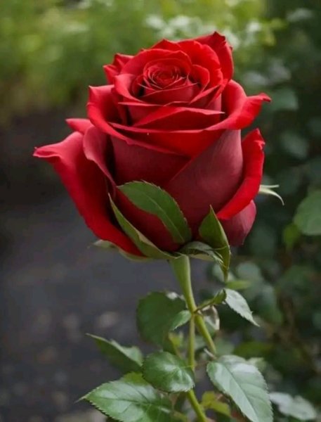 file_96160252