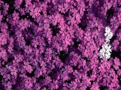 file_86355518