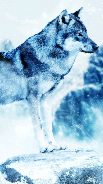 adapted 1080x1920